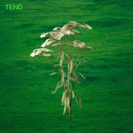 Tend (Live)