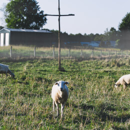 Shepherd